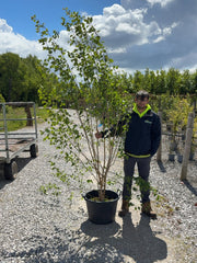 Betula Utilis Multi Stem 2.5-3M Pot Grown