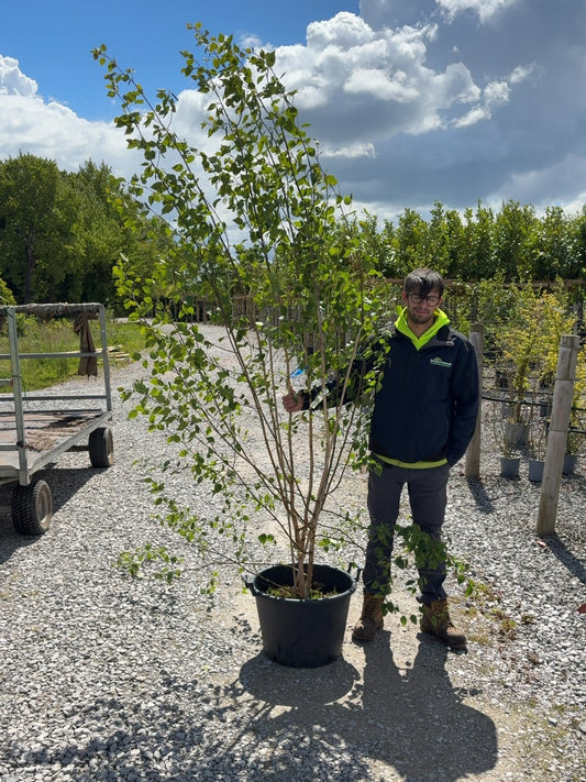 Betula Utilis Multi Stem 2.5-3M Pot Grown
