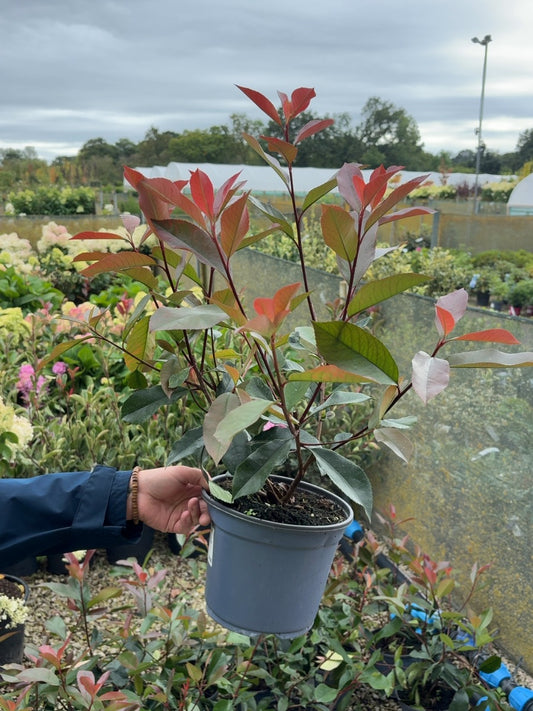 Photinia fraseri Red Robin 3 Litre Pot