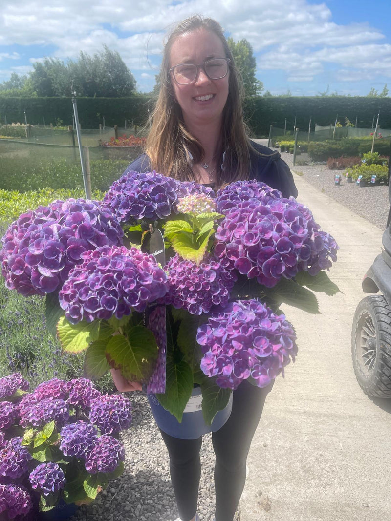 Hydrangea Mac. Royalty Rosie Purple 5 Litre Pot