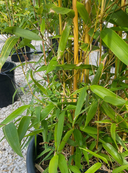 Bamboo Phyllostachys Aureosulcata Spectabilis 175-200cm 15 Litre Pot