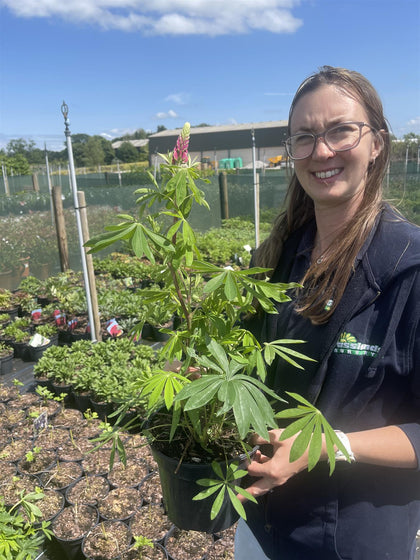 Lupin The Page 3 Litre Pot