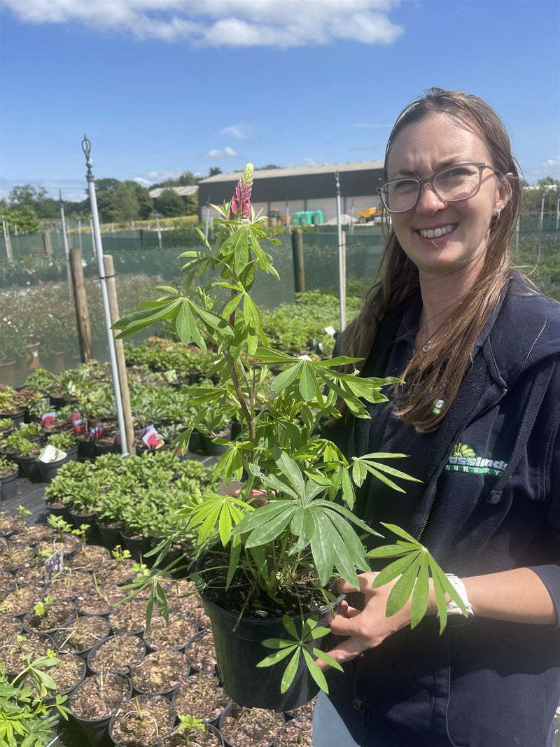 Lupin The Page 3 Litre Pot