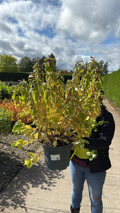 Cornus Mid Winter Fire 10 Litre Pot