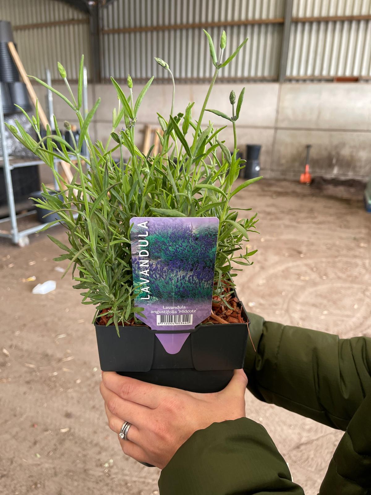 Lavender Angustifolia Hidcote 2 Litre Pot