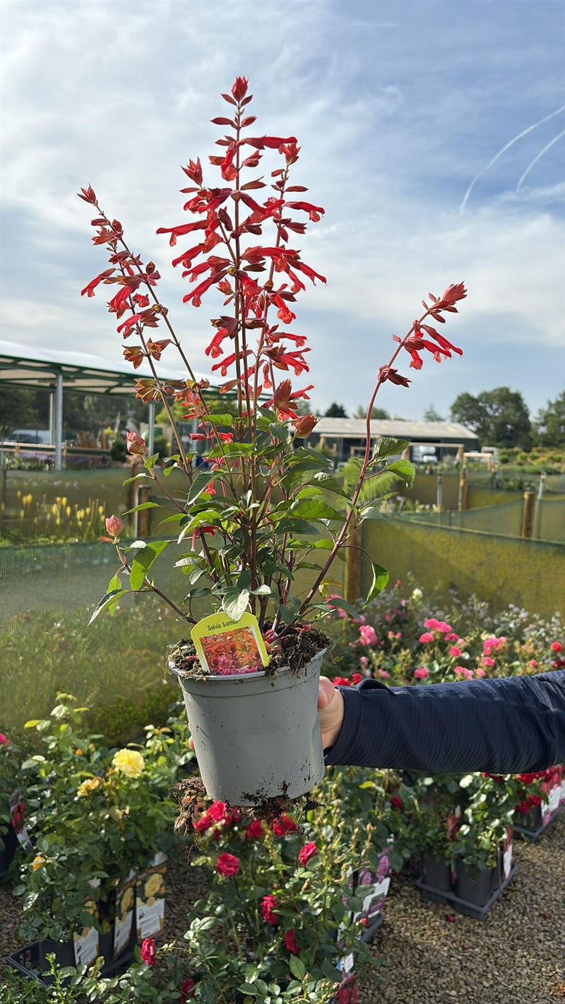 Salvia Salmia Red 1.5 Litre Pot