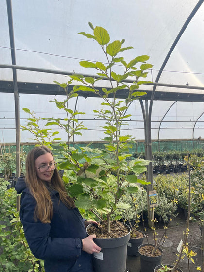 Hamamelis Pallida 12 Litre Pot 60/100cm Tall