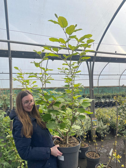 Hamamelis Pallida 12 Litre Pot 60/100cm Tall