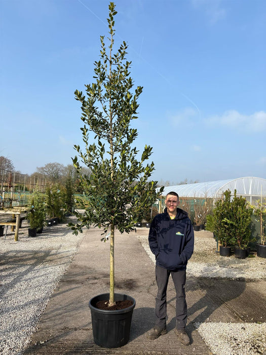 Ilex Nellie Stevens Half Standard 12/14cm Girth Natural Tree Head
