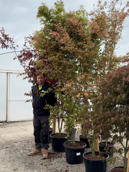 Acer palmatum Phoenix 40 Litre Pot
