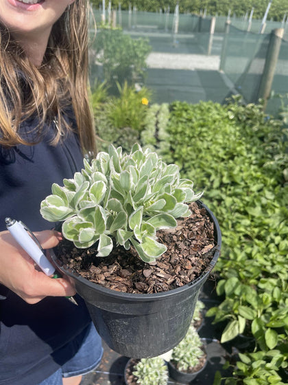 Sedum La Vie en Rose 3 Litre Pot