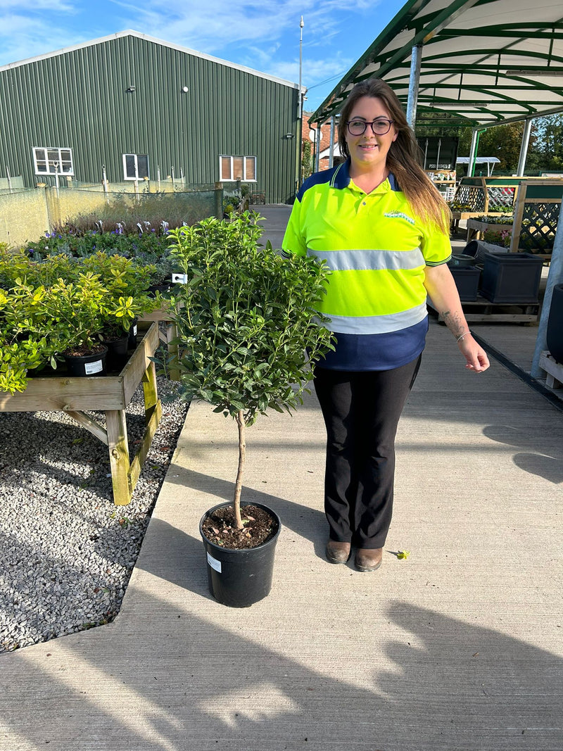 Viburnum Tinus Spirit 1/4 Standard 15 Litre Pot