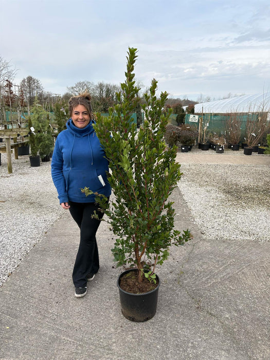 Arbutus Unedo Rubra 20 Litre Pot 155cm Tall