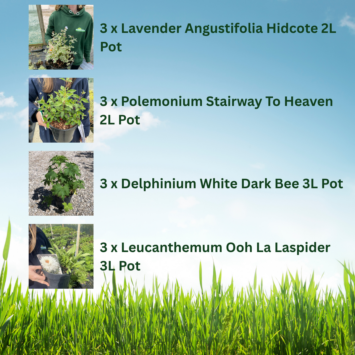 12 x Perennial Plants Butterfly & Bee Border Pack