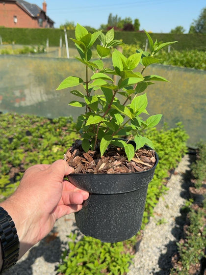 Hydrangea paniculata 'Limelight' - Panicle Hydrangea 3 Litre Pot