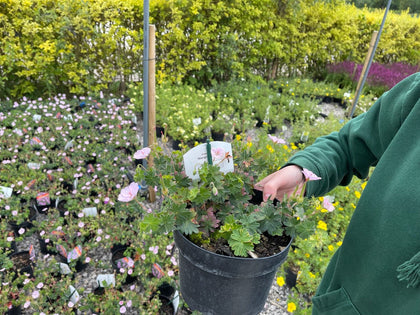 Geranium Wargrave Pink 2 Litre Pot