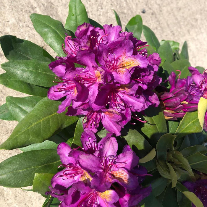 Rhododendron Hybrid Marcel Menard 2 Litre Pot