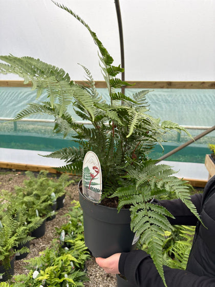 Dryopteris erythrosora Brilliance 5 Litre Pot