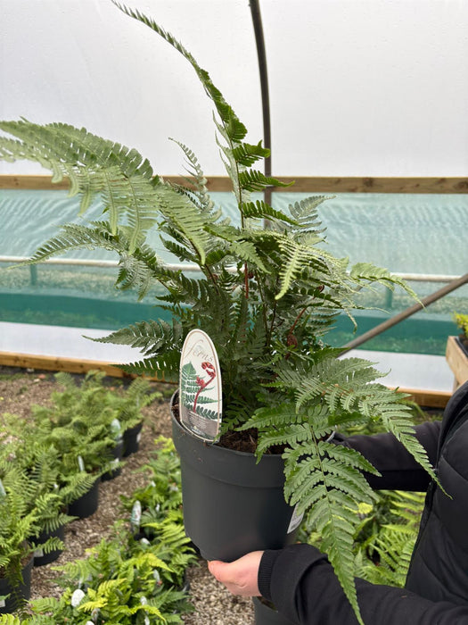 Dryopteris erythrosora Brilliance 5 Litre Pot