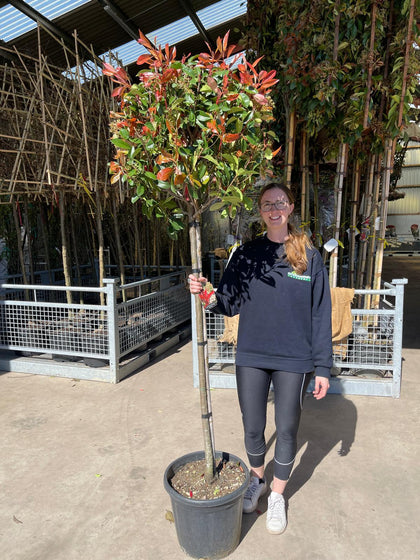 Photinia Red Robin 110/120cm Stem Half Standard 45 Litre Pot