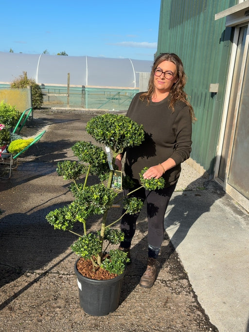 Ilex Crenata Mutchagara Bonsai 20 Litre Pot 80-100