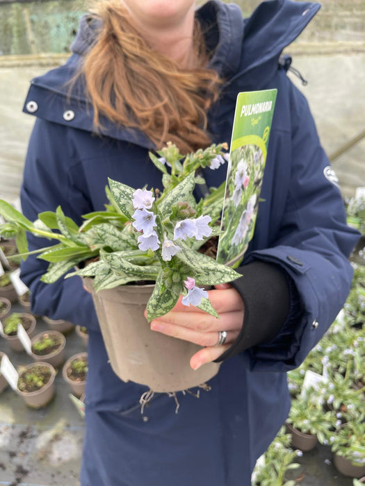 Pulmonaria Opal 2 Litre Pot
