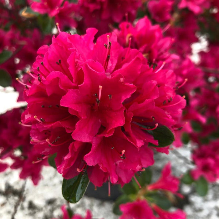 Azalea Japonica Toreador 5 Litre Pot