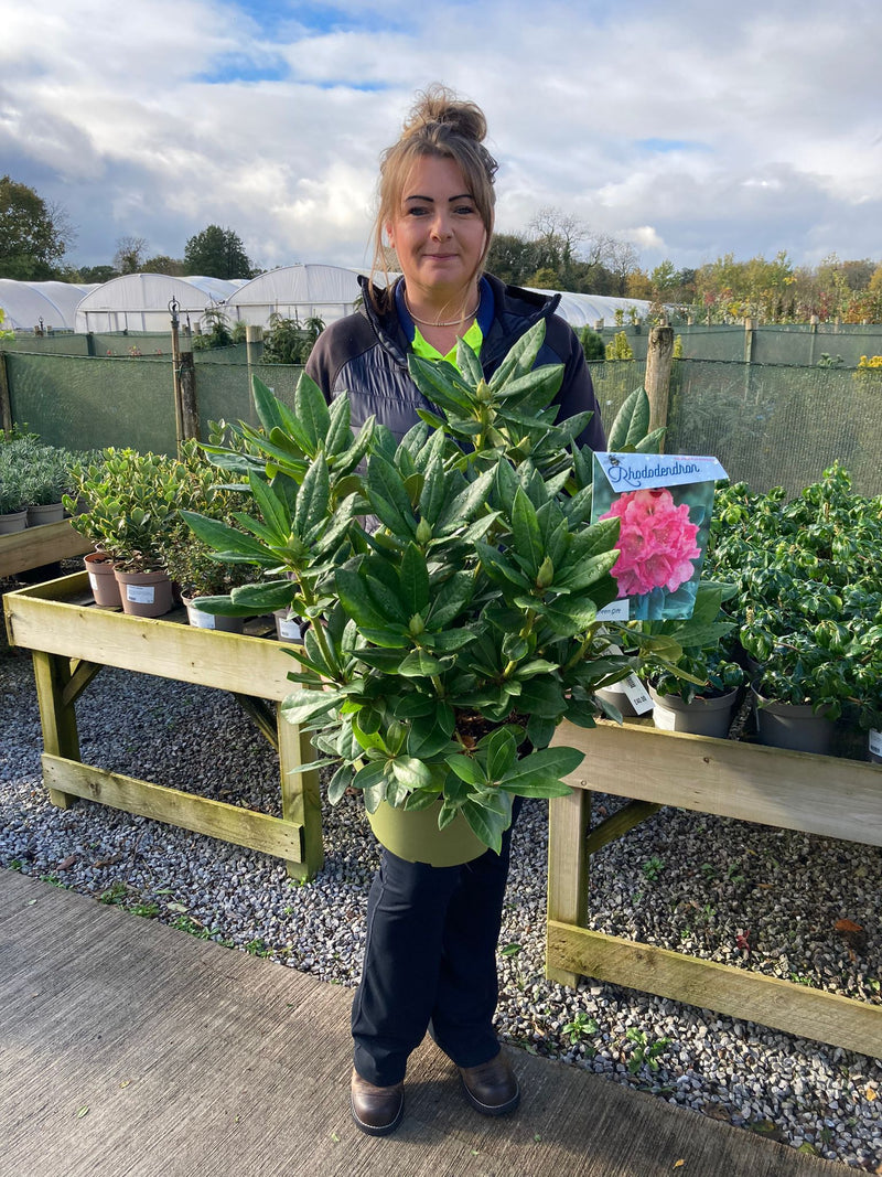 Rhododendron Hybrid Cosmopolitan 10 Litre Pot