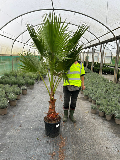 Washingtonia