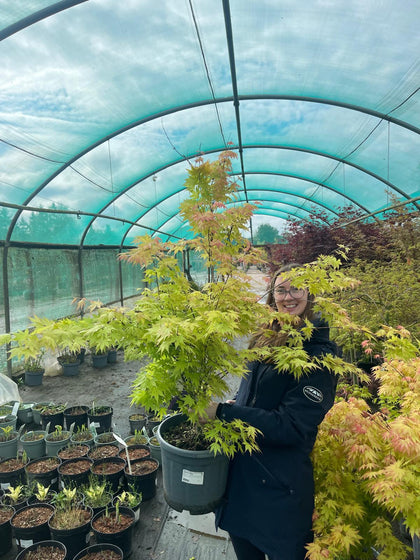Acer palmatum Orange Dream 15 Litre