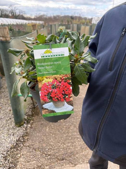 Rhododendron Baden Baden 2.5 Litre Pot
