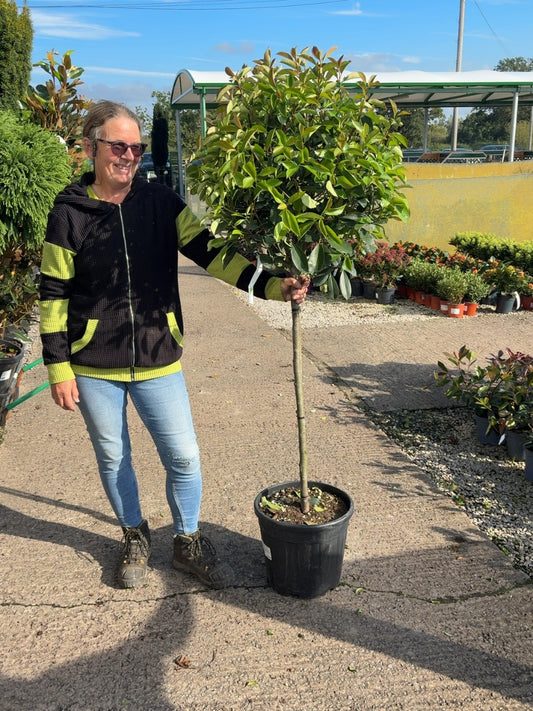 Photinia x Fraseri Red Robin Half Standard 20 Litre
