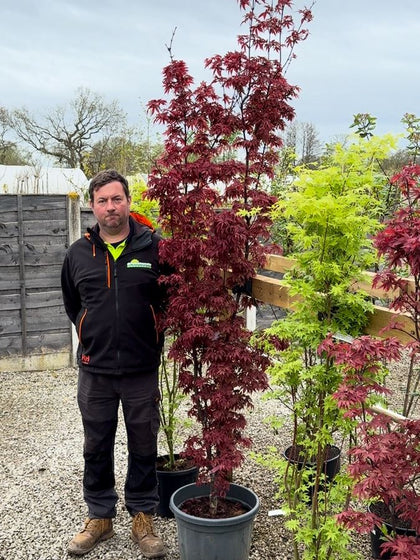 Acer Palmatum Twombly's Red Sentinel 30 Litre Pot