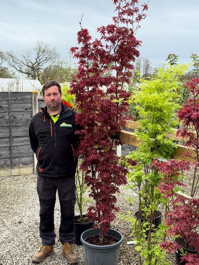 Acer Palmatum Twombly's Red Sentinel 30 Litre Pot