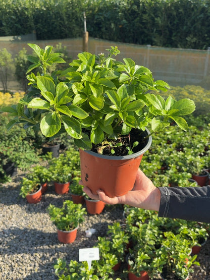 Pachysandra Terminalis 2 Litre Pot