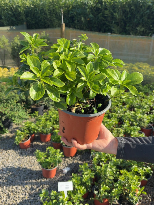Pachysandra Terminalis 2 Litre Pot