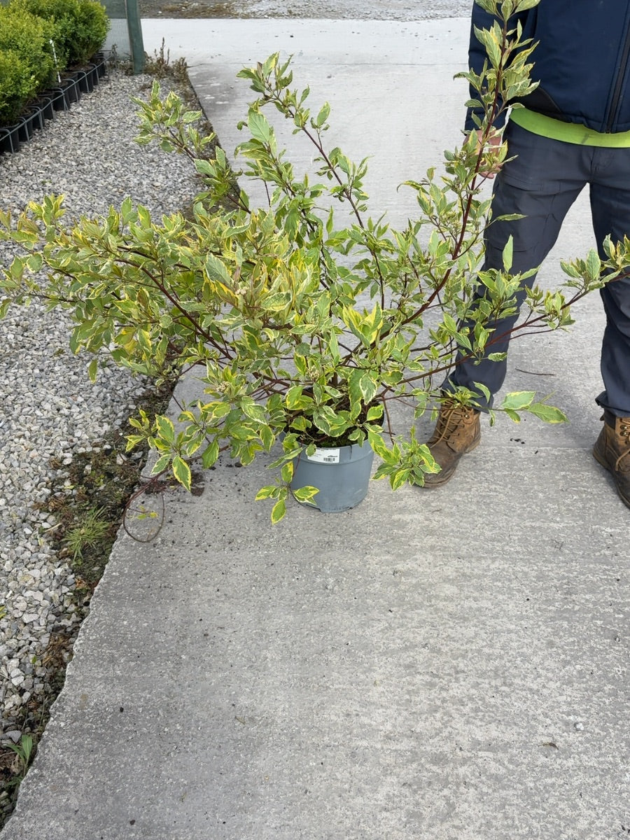 Cornus alba Gouchaltii 10 Litre Pot