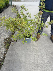 Cornus alba Gouchaltii 10 Litre Pot