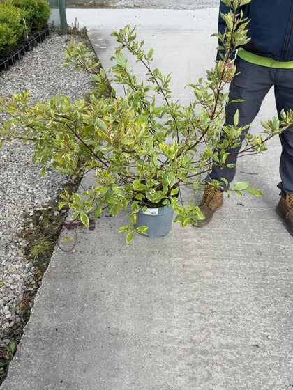 Cornus alba Gouchaltii 10 Litre Pot