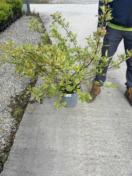 Cornus alba Gouchaltii 10 Litre Pot