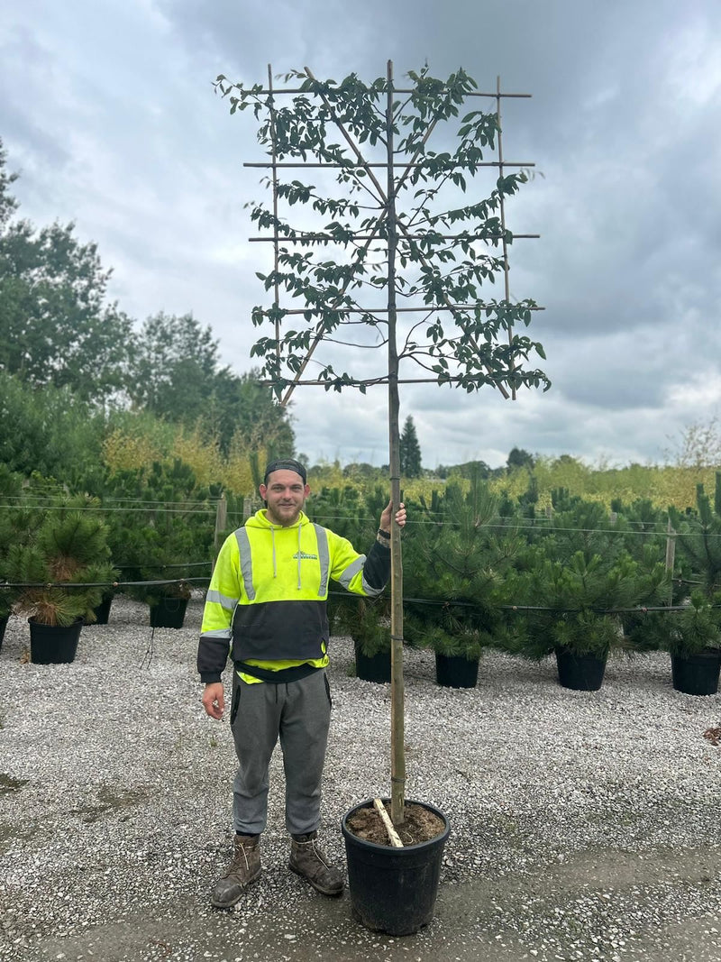 Carpinus B. Pleached Std 10/12cm G, 180cm Stem, 140cm H x 120cm W Frame