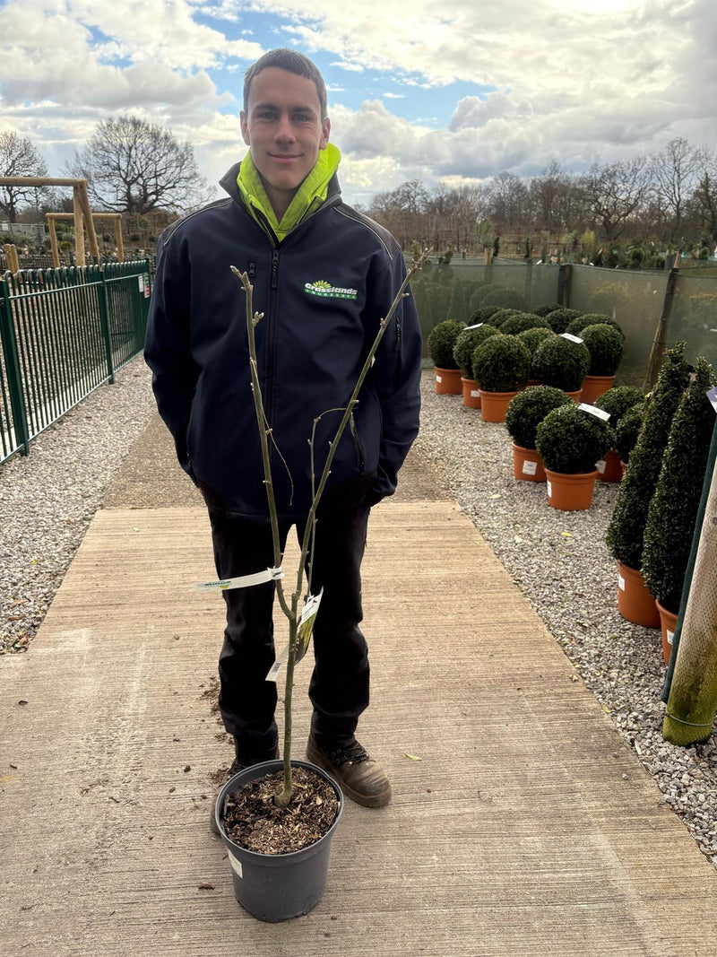 Laburnum Vossii 10 Litre Pot