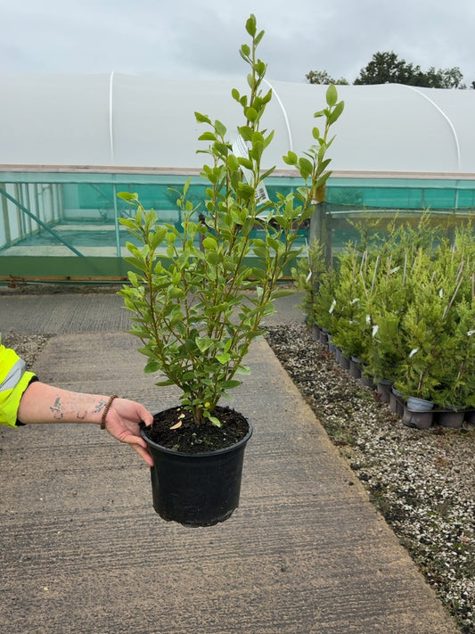Griselinia Litorialis 5 Litre Pot