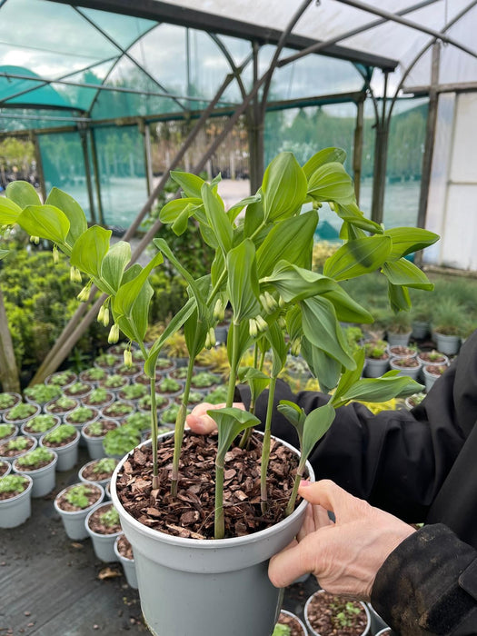 Polygonatum Multiflorum 3 Litre Pot