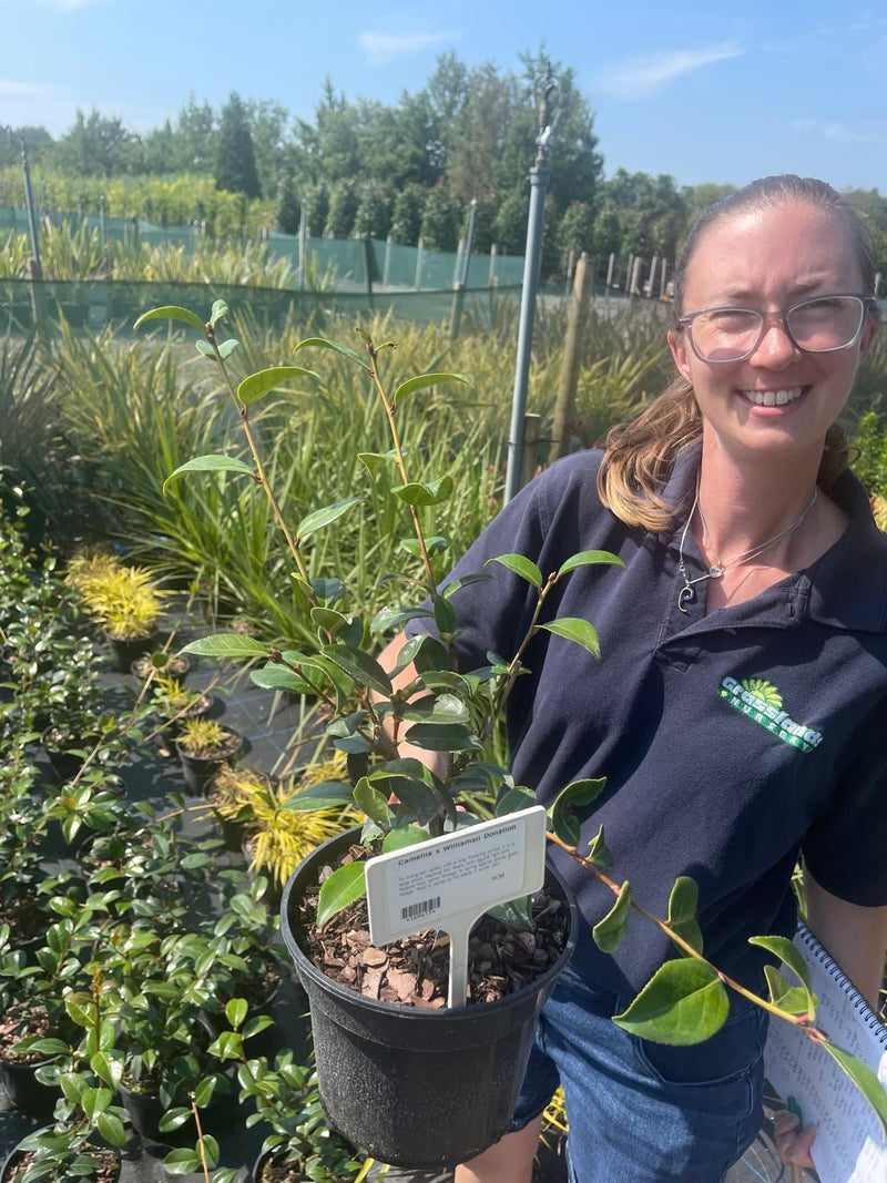 Camellia x williamsii Donation 3 Litre Pot