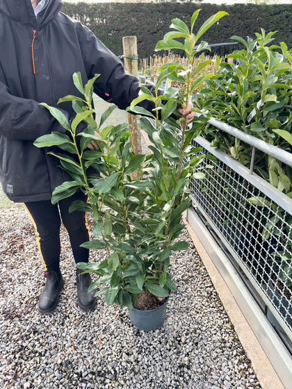 Prunus laurocerasus Caucasica - Cherry Laurel 7 Litre Pot 80/100cm