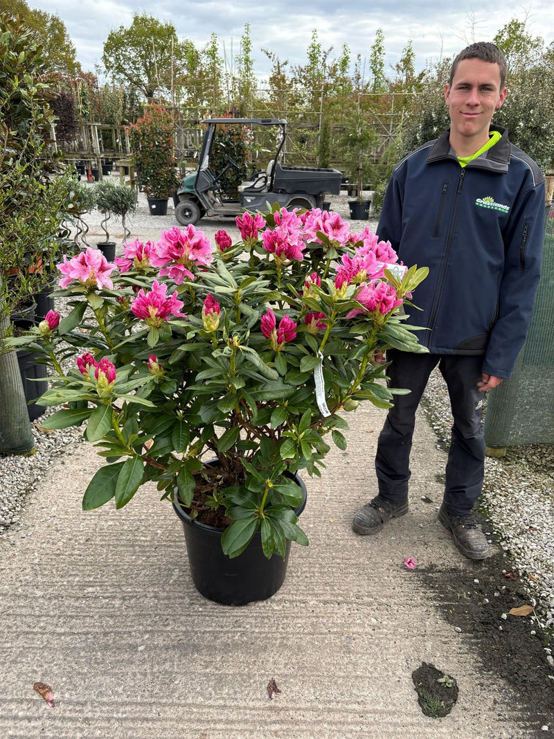 Rhododendron Hybrid Cosmopolitan 40 Litre Pot
