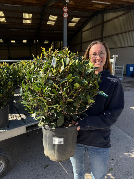Photinia Red Robin Topiary Ball 50-60cm 18 Litre Pot