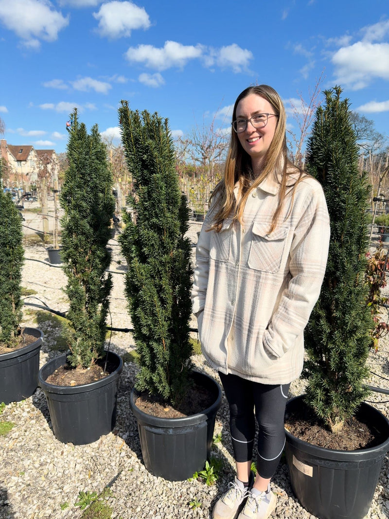 Taxus Baccata Fastigiata Robusta 125-150cm Pre-Order Ready June