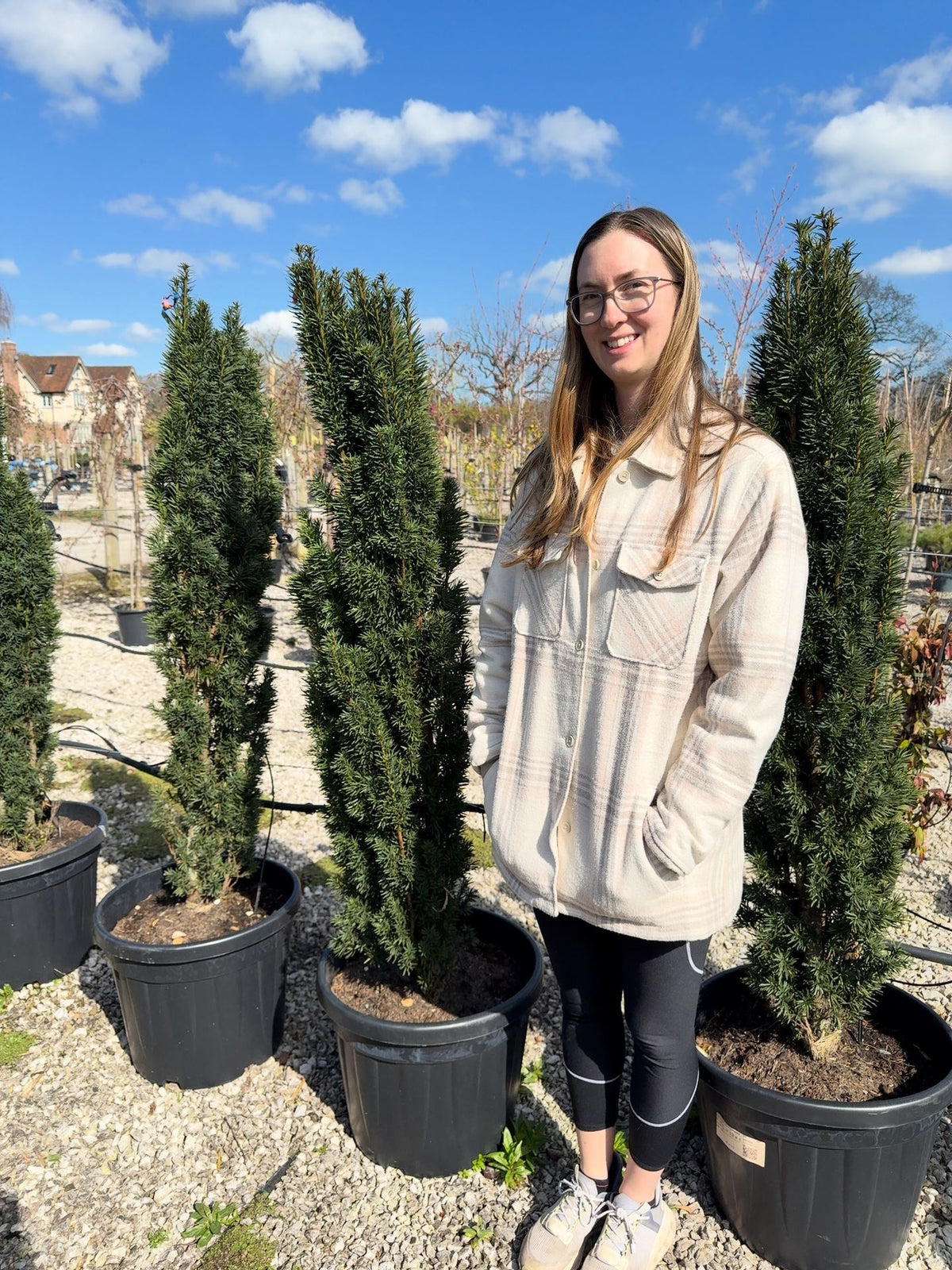 Taxus Baccata Fastigiata Robusta 125-150cm